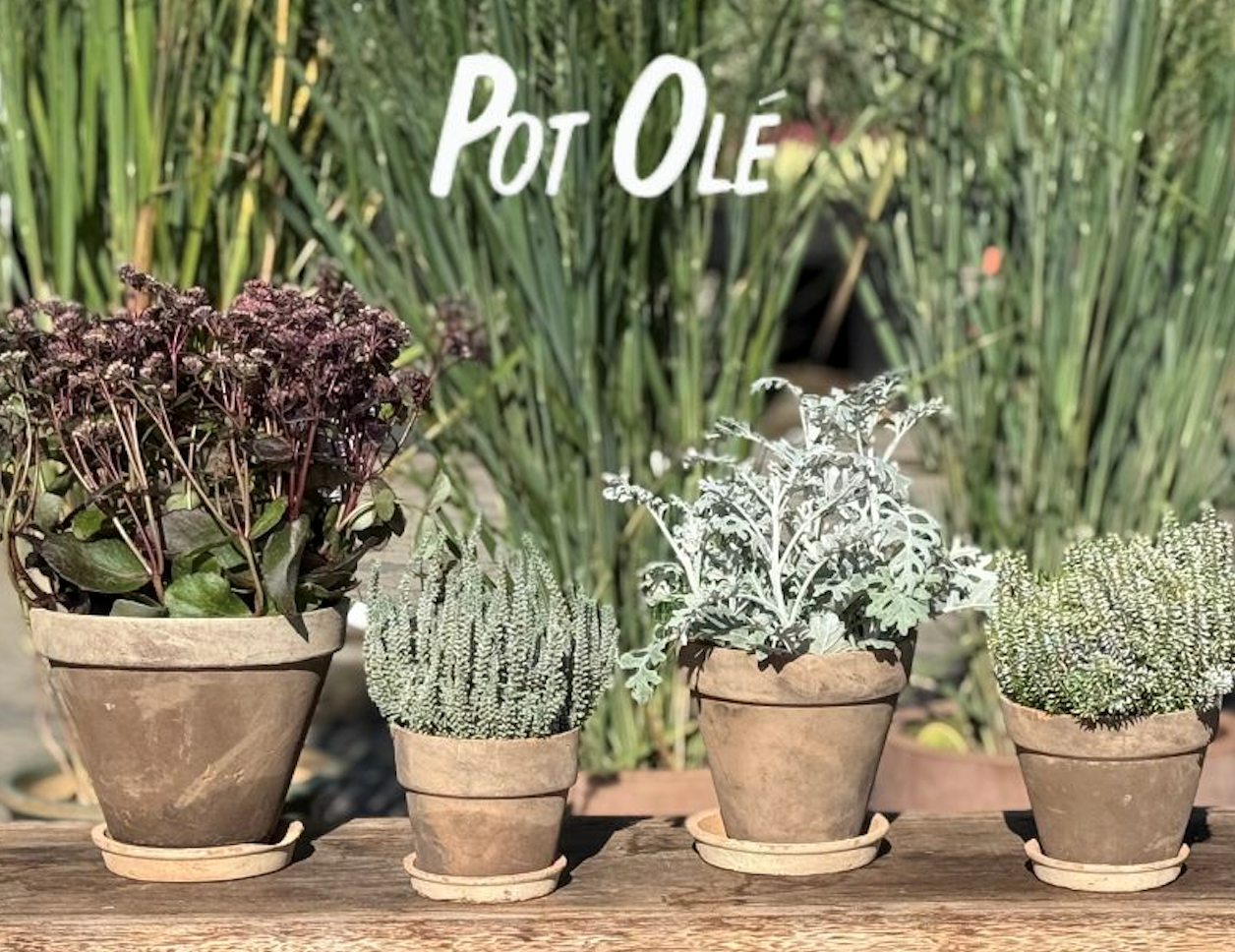 POT OL�, Potte, La Plage Brown