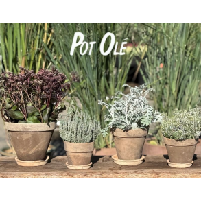 POT OL�, Potte, La Plage Brown