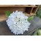 DEKO FLORALE, Kunstig hortensia, 44 cm, hvid