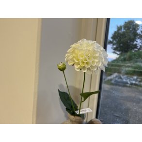 DEKO FLORALE, Dahliagren, 56 cm, hvid