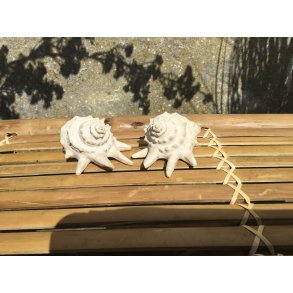 Speedtsberg, Konkylie (2 varianter) pris pr. stk.