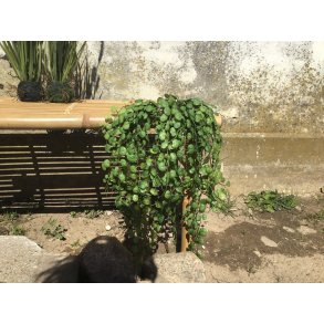 Speedtsberg, Hnge plante, 58cm.