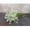 DEKO FLORALE, Mini blomster buket, 30cm, hvid