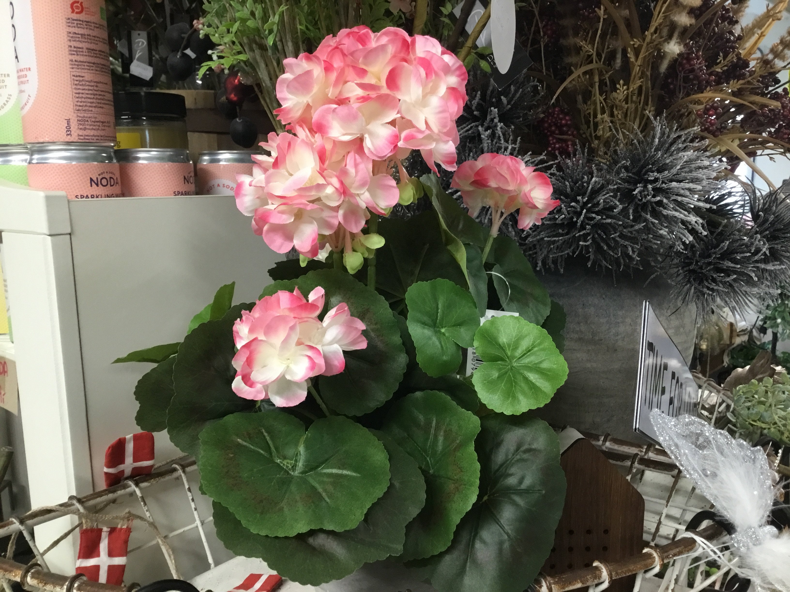 Barbara, Geranium busk i potte, pink/hvid, H35 cm.