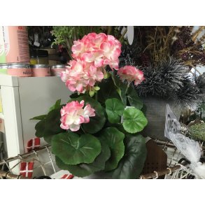 Barbara, Geranium busk i potte, pink/hvid, H35 cm.