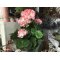 Barbara, Geranium busk i potte, pink/hvid, H35 cm.