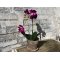 Mr Plant, Kunstig orkid�, Phalaenopsis, H45 cm, M�rk lilla