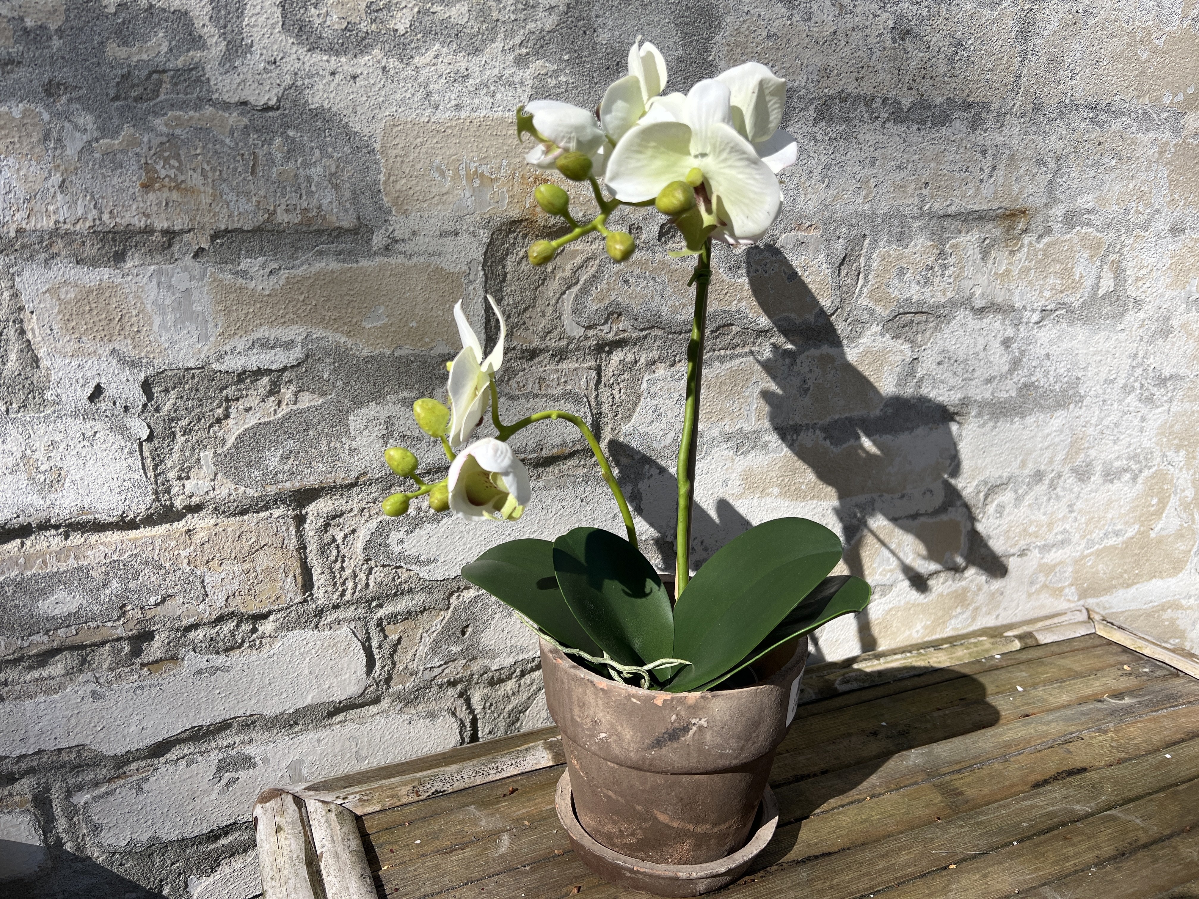 Mr Plant, Kunstig orkid�, Phalaenopsis, H45 cm, Gr�nlig