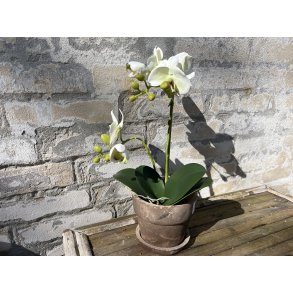 Mr Plant, Kunstig orkid�, Phalaenopsis, H45 cm, Gr�nlig