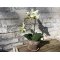 Mr Plant, Kunstig orkid�, Phalaenopsis, H45 cm, Gr�nlig