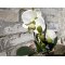 Mr Plant, Kunstig orkid�, Phalaenopsis, H45 cm, Gr�nlig