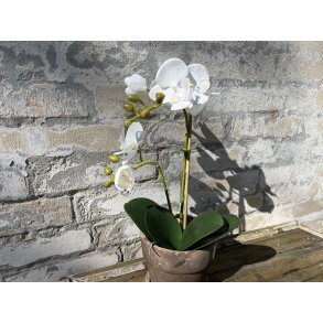 Mr Plant, Kunstig orkid�, Phalaenopsis, H45 cm, Hvid