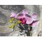 Mr Plant, Kunstig orkid�, Phalaenopsis, H45 cm, Lyser�d