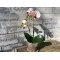 Mr Plant, Kunstig orkid�, Phalaenopsis, H45 cm, Gul
