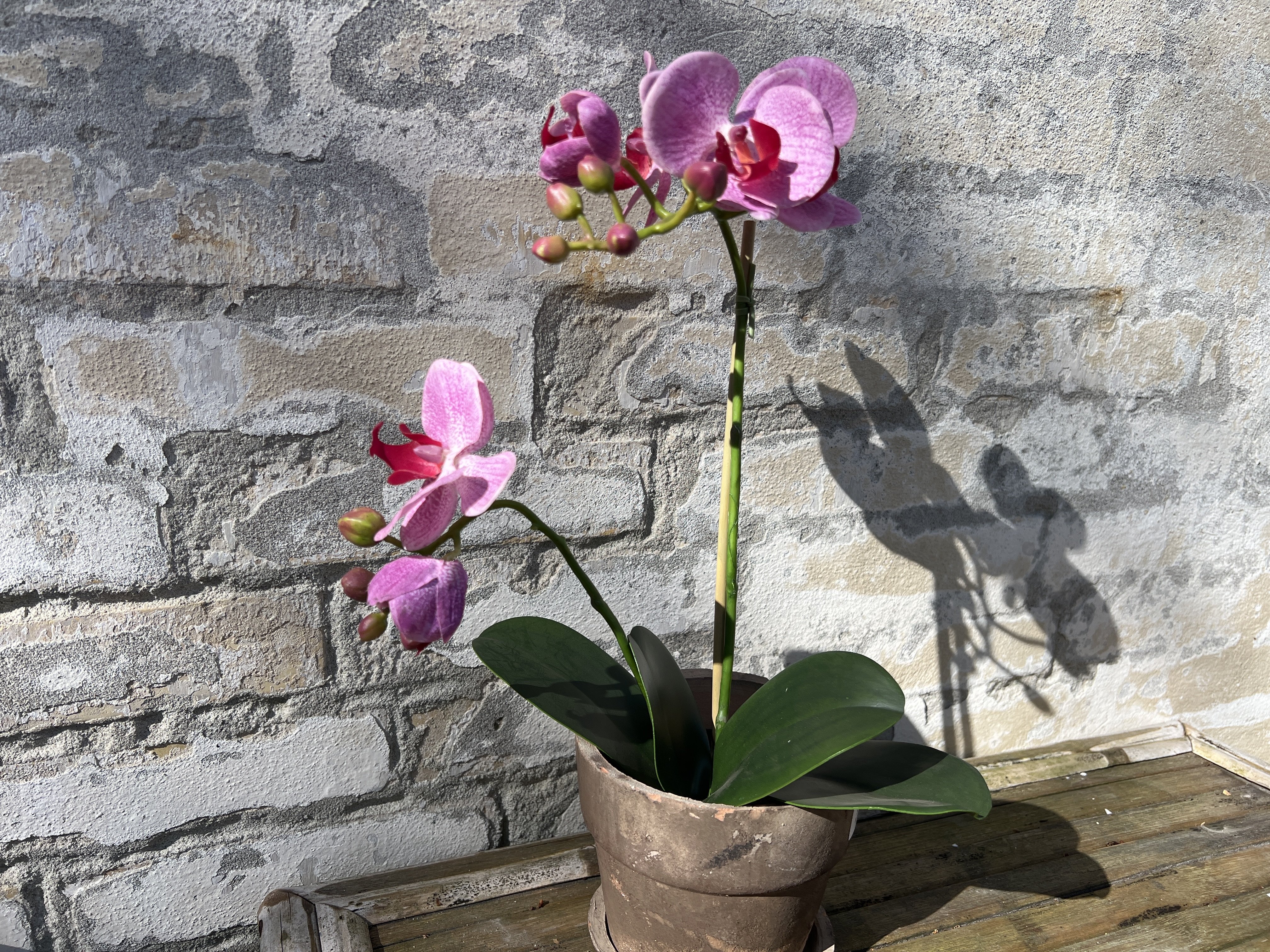 Mr Plant, Kunstig orkid�, Phalaenopsis, H45 cm, Dyb lyser�d