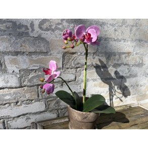 Mr Plant, Kunstig orkid�, Phalaenopsis, H45 cm, Dyb lyser�d