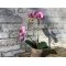 Mr Plant, Kunstig orkid�, Phalaenopsis, H45 cm, Dyb lyser�d