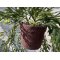 Mr Plant, Hoya