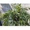 Mr Plant, Hoya
