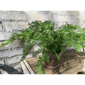 Mr Plant, Bregne
