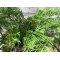 Mr Plant, Bregne