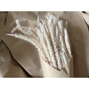 Chic Antique, Fleur trret Pampasgrs (tynd)