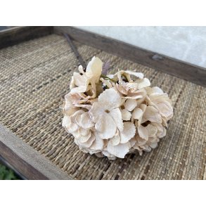 DEKO FLORALE, Kunstig hortensia, 48 cm, creme