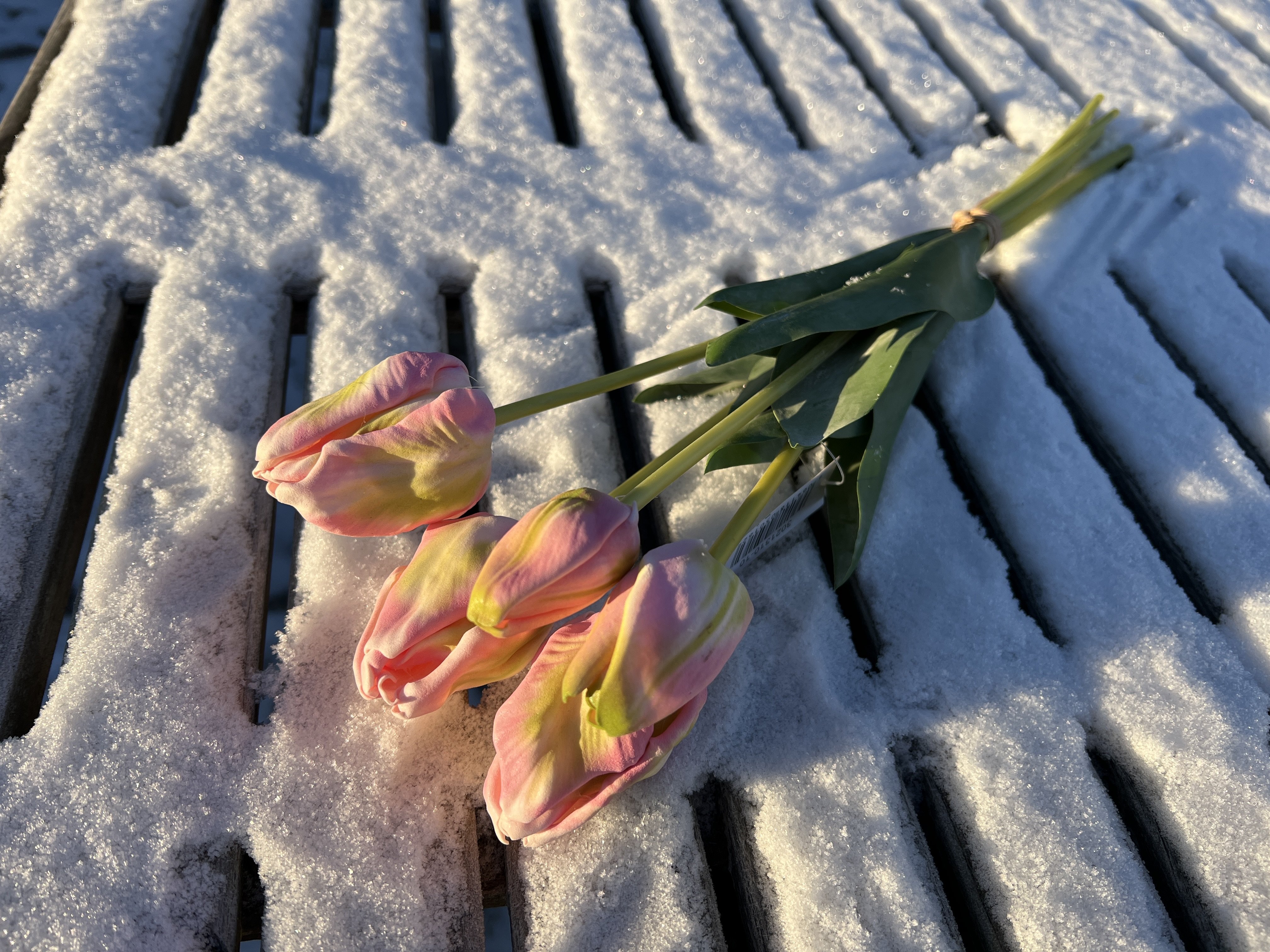 Barbara, Papegjetulipaner i bund, Rosa, 42 cm