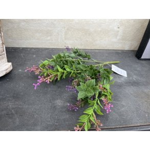 Barbara, Busk med lilla blomster, 30 cm