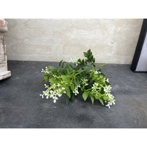 Barbara, Busk med hvide blomster, hvid, 30 cm