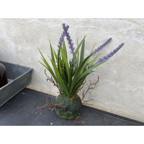 Speedtsberg, Lavendel med rod, H20cm