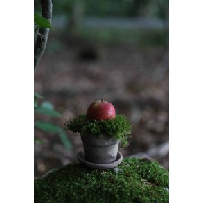 POT OL�, Mini Pot inkl. undersk�l , Brown