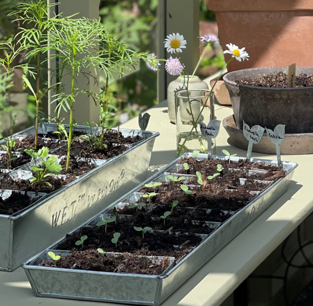 POT OL�, W.E.T Seed Pot 30​​