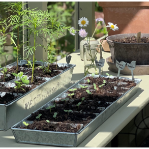 POT OL�, W.E.T Seed Pot 30​​