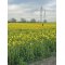 Honning, fljet ind p vores marker, 500 g.