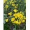 Honning, fljet ind p vores marker, 500 g.